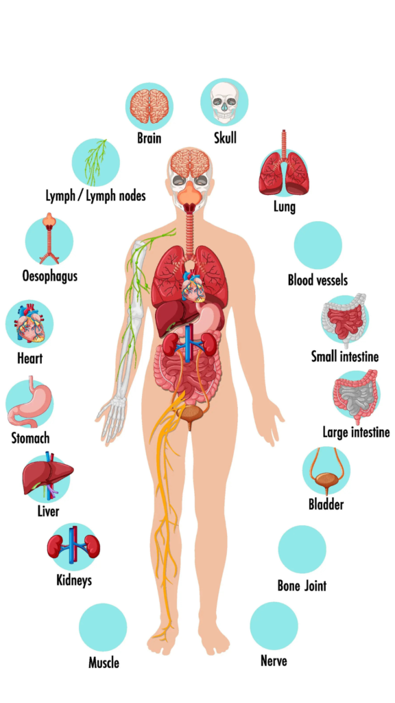 About human body parts